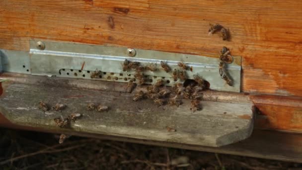 クローズ アップ多くのハチは 木製のハイブに入り口の近く飛ぶ ミツバチはクロールし ハイブに登る コンセプト — ストック動画