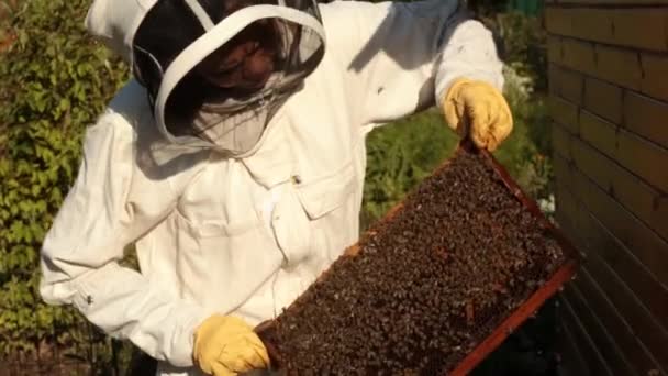 白い防護服で女の子の養蜂家は ミツバチをクロールするハニカム構造でフレームを調べます 周りを蜂が飛んでください — ストック動画