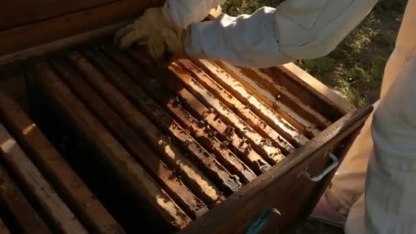 Ruche Bois Dans Laquelle Cadre Pour Nids Abeilles Est Installé — Video