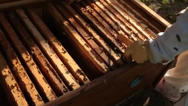 Drewniane Gałąź Którym Zainstalowano Ramy Plastrów Miodu Pszczoły Lecą Nad — Wideo stockowe
