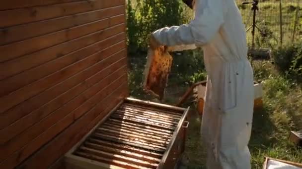 白い防護服の養蜂家は 木製の蜂の巣にハニカム構造を持つ木造から蜂を削除します 周りを蜂が飛んでください — ストック動画