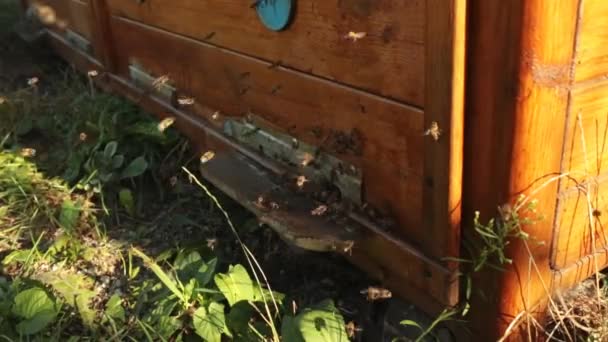 Крупным Планом Многие Пчелы Летают Входа Деревянный Улей Пчелы Выползают — стоковое видео