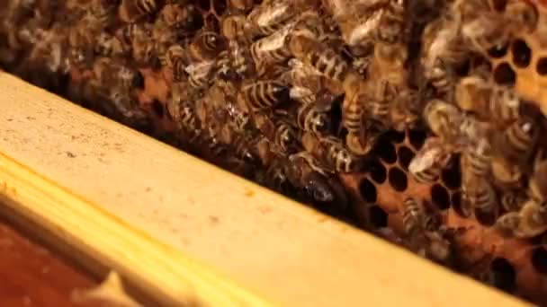 木製の証拠からのクローズ アップ映像ゆっくりと多くのハチがクロールするハニカム構造のフレーム コンセプト — ストック動画