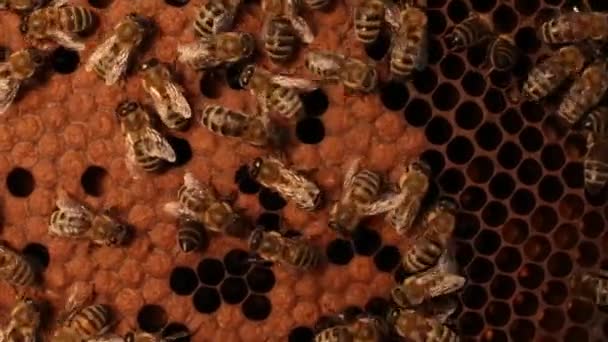 Close Van Een Honingbij Kruipen Honingraten Een Houten Frame Bijen — Stockvideo