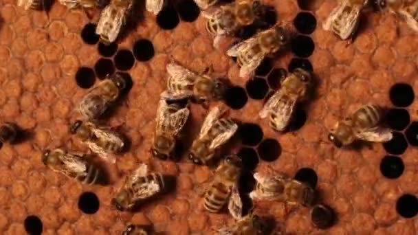 Primer Plano Una Abeja Arrastrándose Sobre Panales Marco Madera Las — Vídeos de Stock