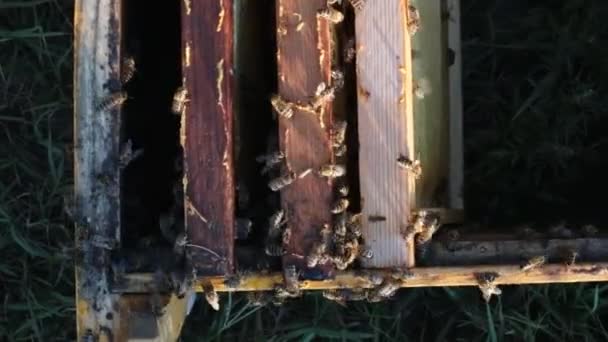 Widok Góry Gałęzi Drewniane Ramkami Strukturze Plastra Miodu Pszczoły Pełzające — Wideo stockowe