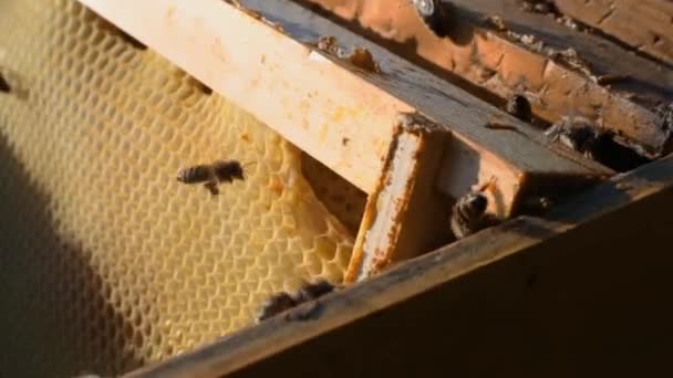 在木框架上爬过蜂窝的蜜蜂的特写镜头 蜜蜂把蜂蜜放在蜂窝里 农业养蜂理念 — 图库视频影像