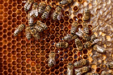 Bal peteğini, üzerinde arılar olan ahşap çerçevede kapat. Apiculture kavramı.