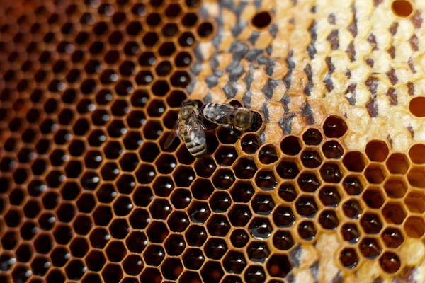 Natural Color Close Honeycomb Wooden Beehive Bees Apiculture Concept — Stock Photo, Image