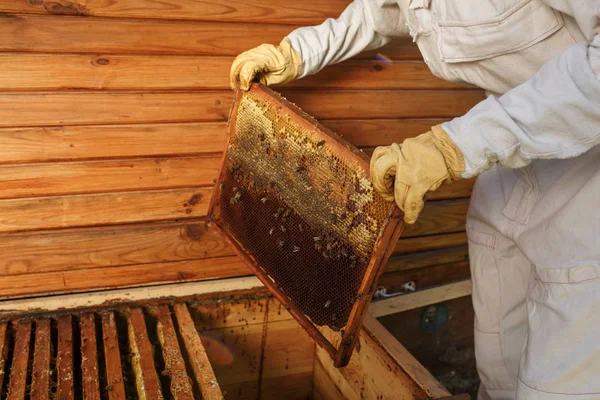 Mains Apiculteur Sort Ruche Cadre Bois Avec Nid Abeille Ramasse — Photo