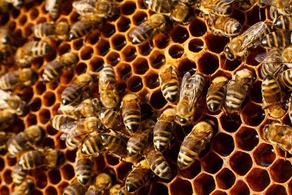 Κλείστε Κυψέλη Ξύλινη Κυψέλη Μέλισσες Αυτό Έννοια Της Μελισσοκομίας — Φωτογραφία Αρχείου