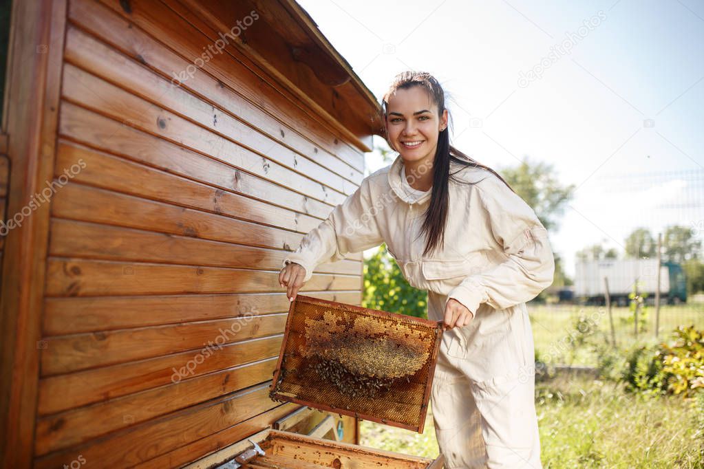 Young female beekeeper pulls out from the hive a wooden frame with honeycomb. Collect honey. Beekeeping concept.