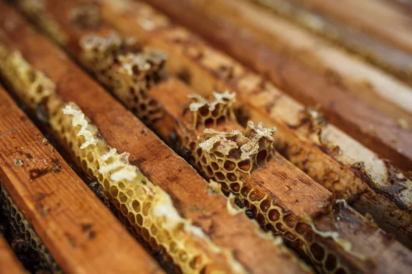 Open Beehive Bees Crawling Hive Honeycomb Wooden Frame Apiculture Concept — Stock Photo, Image