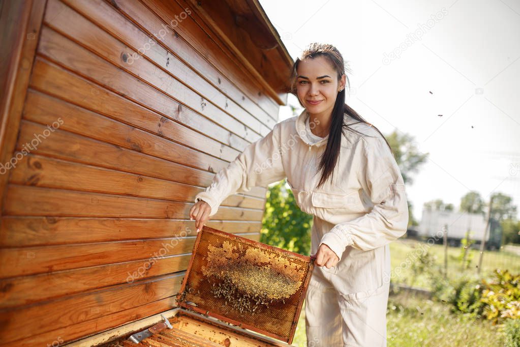 Young female beekeeper pulls out from the hive a wooden frame with honeycomb. Collect honey. Beekeeping concept.