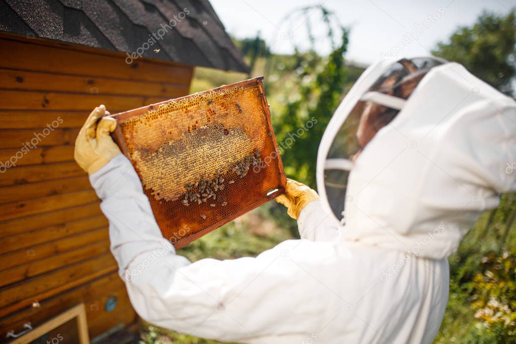 A young female beekeeper in a professional beekeeper costume, inspects a wooden frame with honeycombs holding it in her hands. Collect honey. Beekeeping concept.
