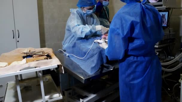 Χειρούργοι Χειρουργείται Χειρουργικό Τραπέζι Κτηνιατρική Κλινική Χειρουργική Για Αποστειρώσει Γάτα — Αρχείο Βίντεο