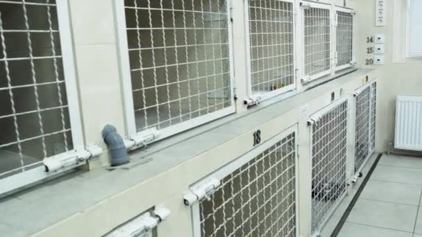 在兽医诊所的动物收容所 纯和白色 带编号的单元格 一只狗坐在一个笼子里等着主人 — 图库视频影像