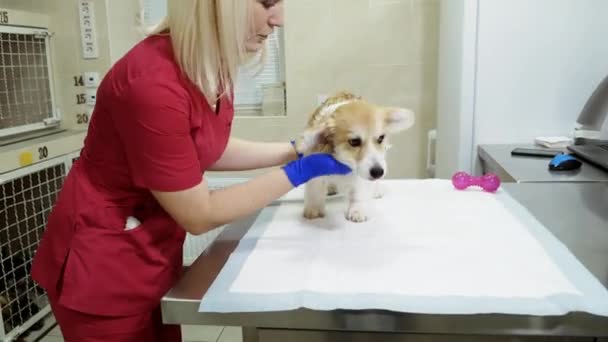 Girl Vet Prepares Dog Medical Examination Table Manipulation — Stock Video