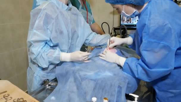Chirurghi Operano Tavolo Operatorio Chirurgia Clinica Veterinaria Sterilizzare Gatto Sacco — Video Stock