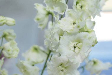 Makro narin taze wthite delphinum çiçek. Düğün taze akışı