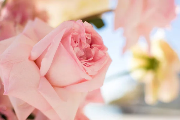 매크로 섬세 한 신선한 분홍색 장미 꽃입니다. 신선한 꽃 드 웨딩 — 스톡 사진
