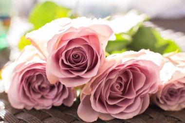 Makro narin taze pembe Gül çiçek. Taze çiçekler de düğün