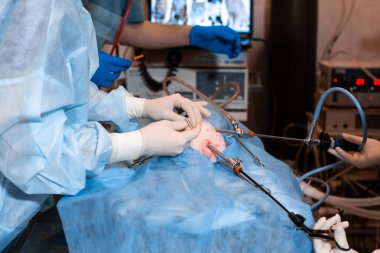 Sterilizasyon için işlem yapmadan veteriner. Kedi bir veteriner kliniğinde ameliyat masasında. Kedi bir veteriner cerrahi, rahim ve yumurtalıklar