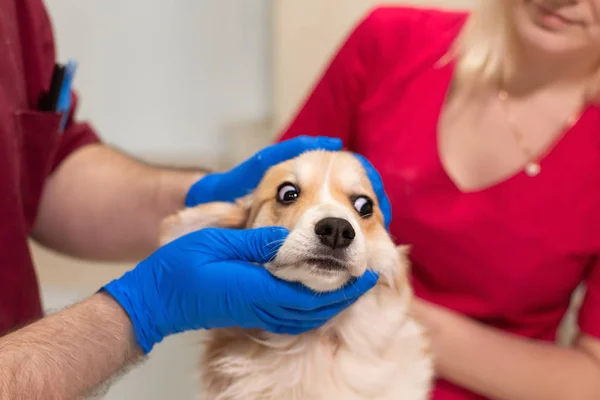 Tierärzte untersuchen den kleinen Corgi-Hund im Behandlungsraum der Tierklinik. Gesundheitsfürsorge für Heimtiere. — Stockfoto
