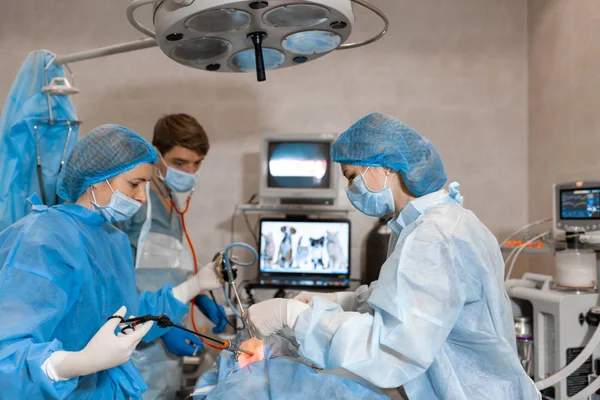 Tierarzt, der die Operation zur Sterilisation durchführt. die Katze auf dem Operationstisch in einer Tierklinik. Katze in der Tierarztpraxis, Gebärmutter und Eierstöcke — Stockfoto