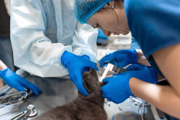 Veterinário ou médicos que fazem cirurgia na clínica. medicina, animal de estimação, animais, saúde e conceito de pessoas — Fotografia de Stock