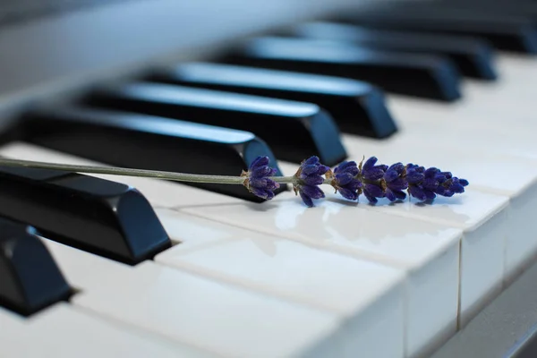 sprig of fresh lavender on the piano keys