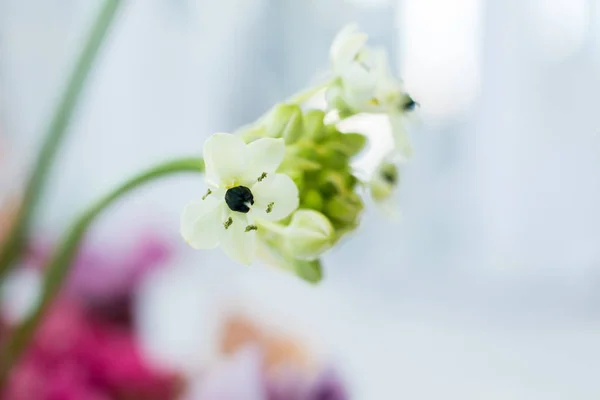 closeup ladybug cravling on fresh ornithogalum flowers on blurred background. Event decoration with fresh flowers