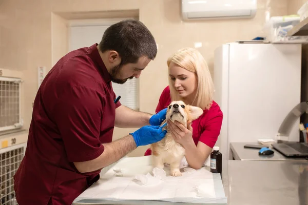 Médecins vétérinaires examen petit chien corgi dans la salle de manipulation de — Photo