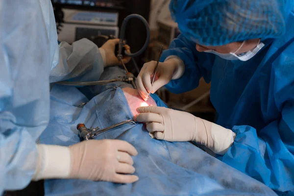 Veterinario haciendo la operación de esterilización. El gato en la mesa de operaciones en una clínica veterinaria. Gato en una cirugía veterinaria, el útero y los ovarios de un gato durante la cirugía —  Fotos de Stock