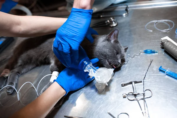 kedi ameliyat masasında genel anestezi altında. Evde beslenen hayvan cerrahi