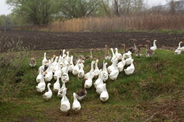 Beyaz kaz sürüsü yürüyüş köyünde bahar 