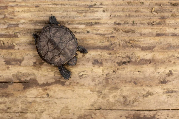 Una pequeña tortuga recién nacida arrastrándose sobre una tabla de madera — Foto de Stock
