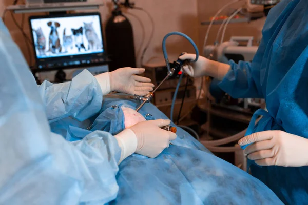 veterinarian or doctors doing surgery in the clinic. medicine, pet, animals, health care and people concept