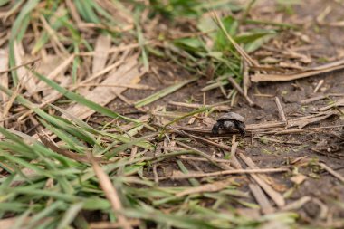 küçük yeni doğmuş kaplumbağa nehre tarama