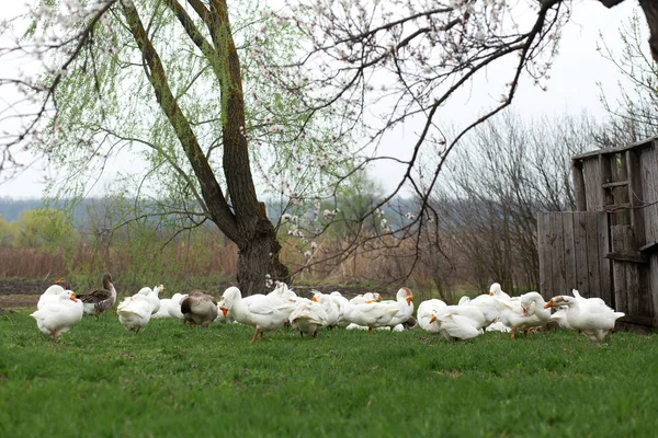 Gęsi są spacery na wiosnę w wiosce na trawniku z — Zdjęcie stockowe