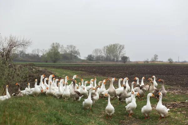 Un rebaño de gansos blancos caminar en la primavera en el pueblo en el — Foto de Stock