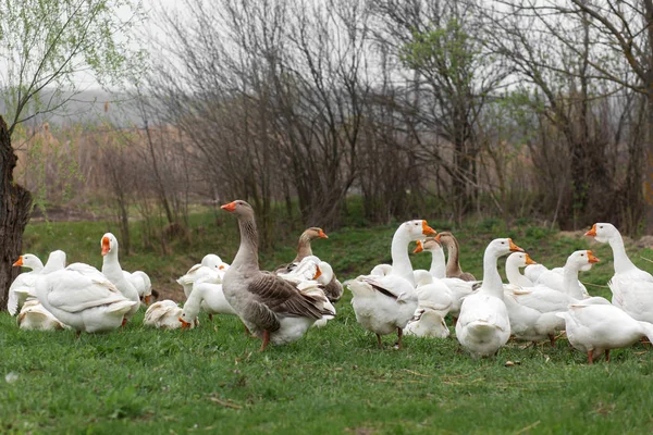 Ein Schwarm weißer Gänse spaziert im Frühling durch das Dorf an der — Stockfoto