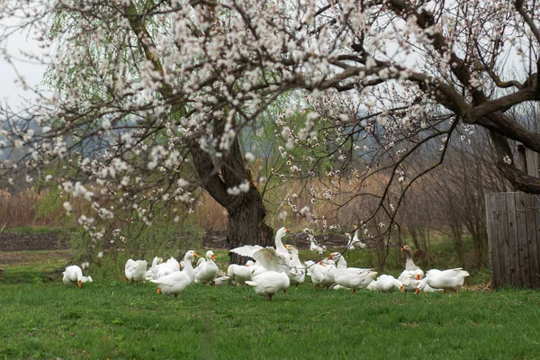 Ein Schwarm weißer Gänse spaziert im Frühling durch das Dorf an der — Stockfoto