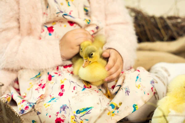 Gelukkig klein meisje in een jurk zit in een nest en bezit de schattig pluis — Stockfoto