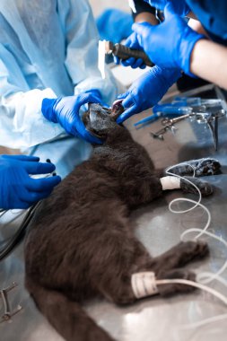 kedi ameliyat masasında genel anestezi altında. Evde beslenen hayvan cerrahi