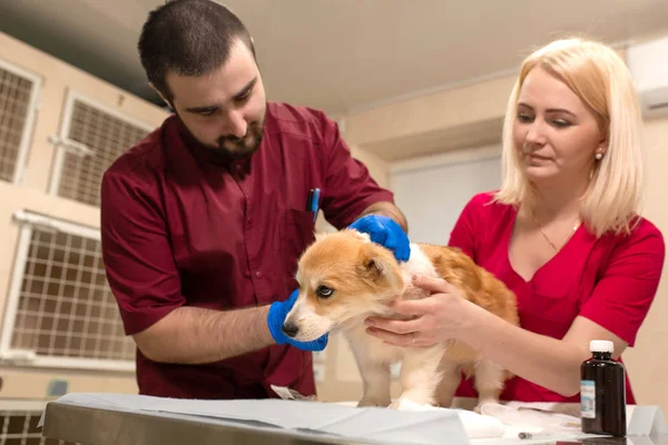 Veterinari medici esame piccolo cane corgi in sala manipolazione di — Foto Stock