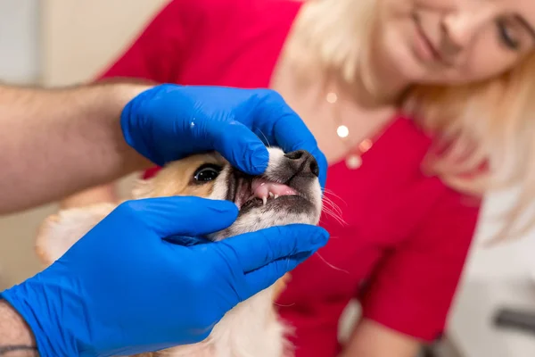 Veterinary doctors exam little corgi dog in manipulation room of — Stock Photo, Image