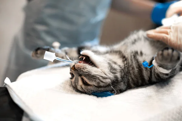 kedi ameliyat masasında genel anestezi altında. Evde beslenen hayvan cerrahi
