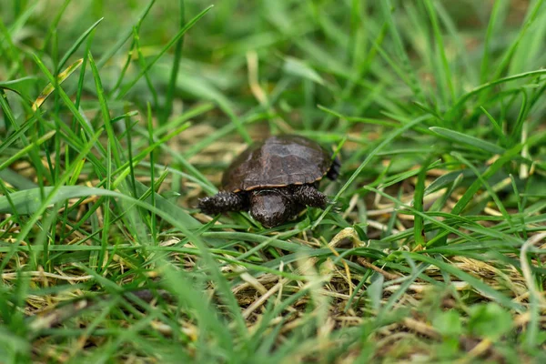 Une petite tortue nouveau-née rampant sur l'herbe fraîche verte printanière — Photo