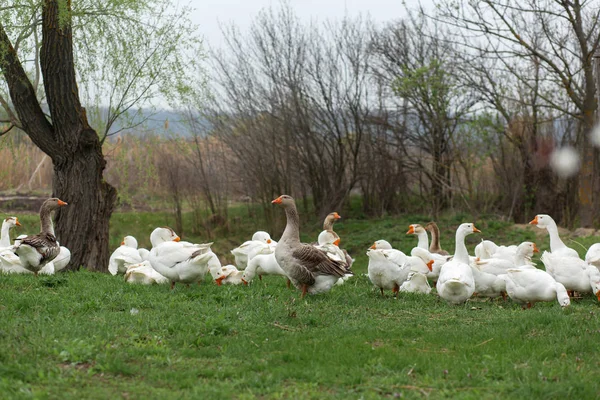 Зграя білих гусей гуляє навесні в селі на — стокове фото